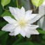 Clematis hybrida Arctic Queen